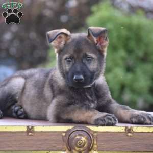 Lukas, German Shepherd Puppy